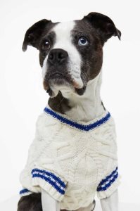 H&M Cable-knit dog jumper Ausrüstungen Damen Weiß | LDI-730689